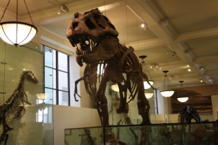 American Museum of Natural History de New York