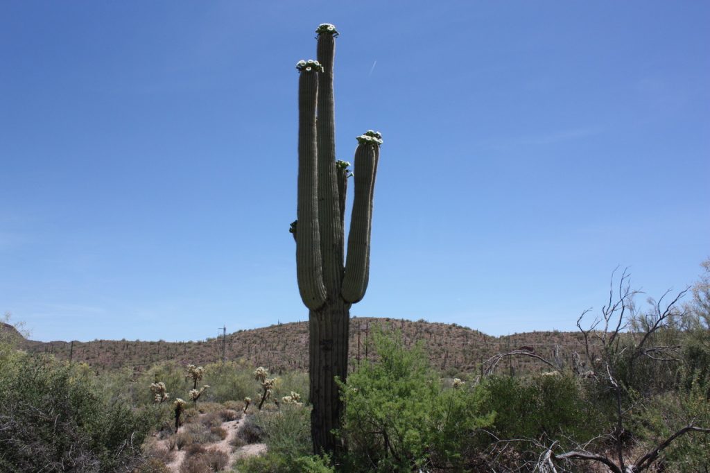 Un Cactus en Arizona sur la côte Ouest Américaine