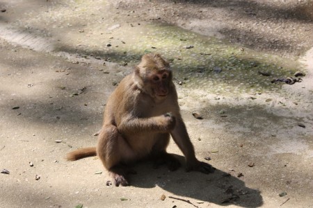 Monkey et Fish Caves à Chiang Rai