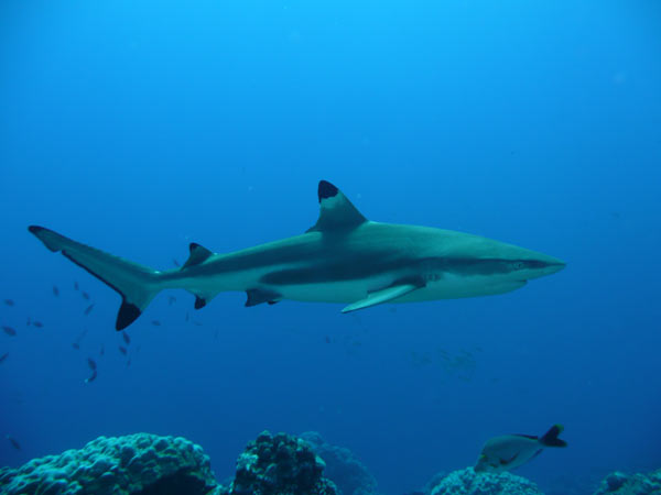 requin pointe noire à Koh Phi Phi