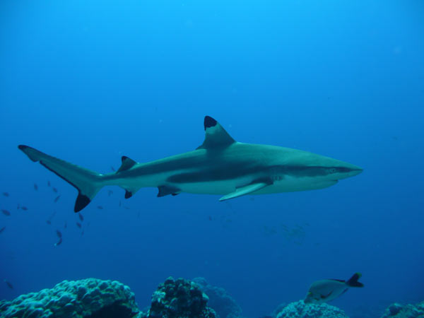 requin pointe noire à Koh Phi Phi requin pointe noire à Koh Phi Phi