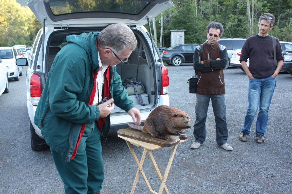 Etude des castors au Parc du Canada Fourillon