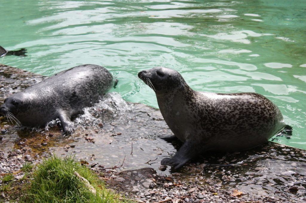 Les phoques du zoo Saint-Felicien au Canada