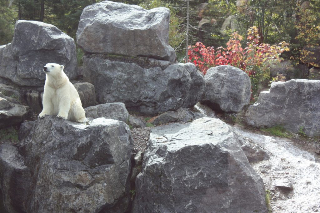Ours Polaire au zoo Saint-Felicien au Canada