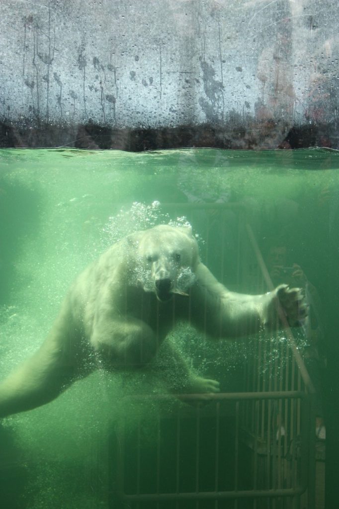 ours Polaire au zoo Saint-Felicien