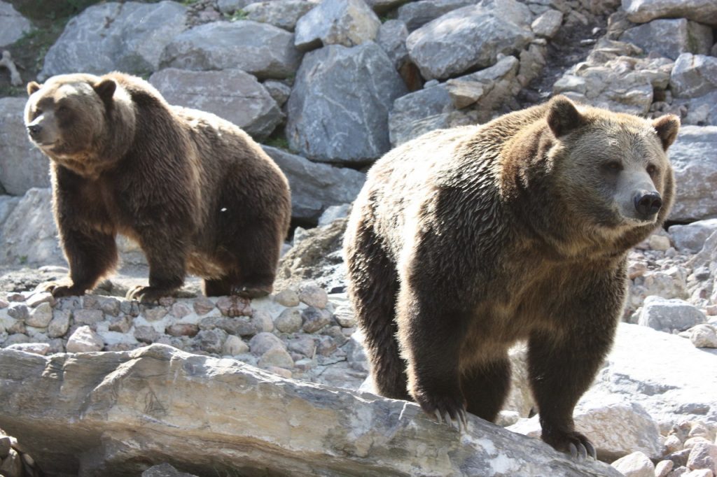 Ours Grizzly au zoo Saint-Félicien au Canada