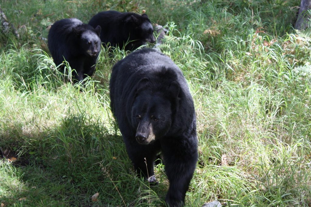 Ours noirs au zoo Saint-Félicien au Canada