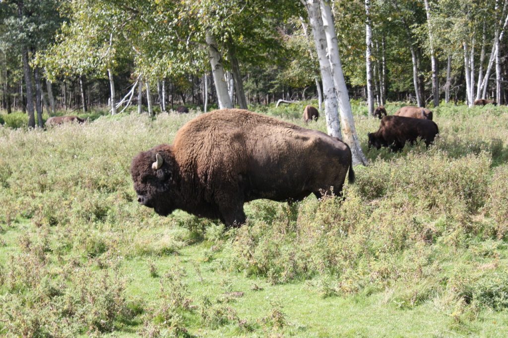 Bison au zoo Saint-Felicien