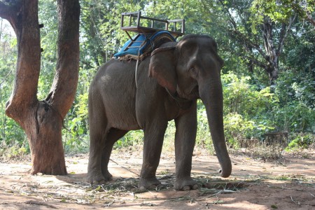 Chiang Mai en éléphant