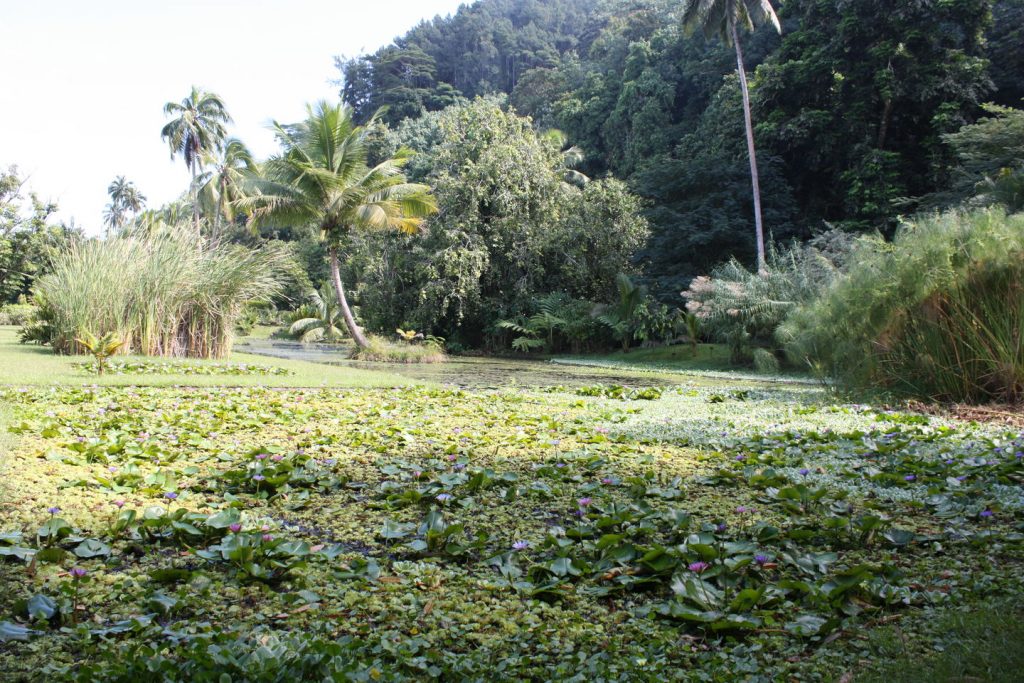 Le jardin d'eau de Vaipiti en Polynésie