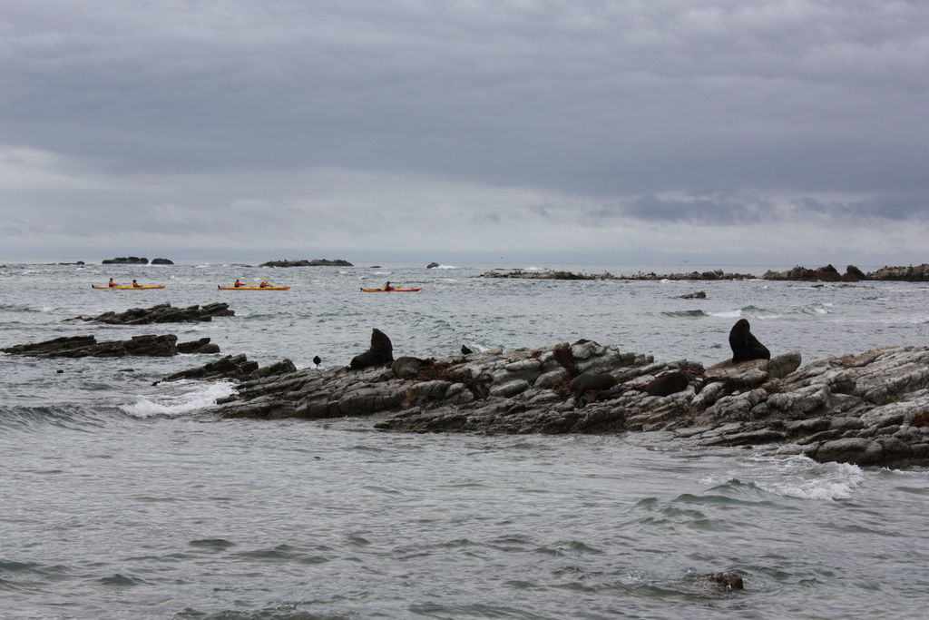 Phoques à Kean Point en Nouvelle-Zélande