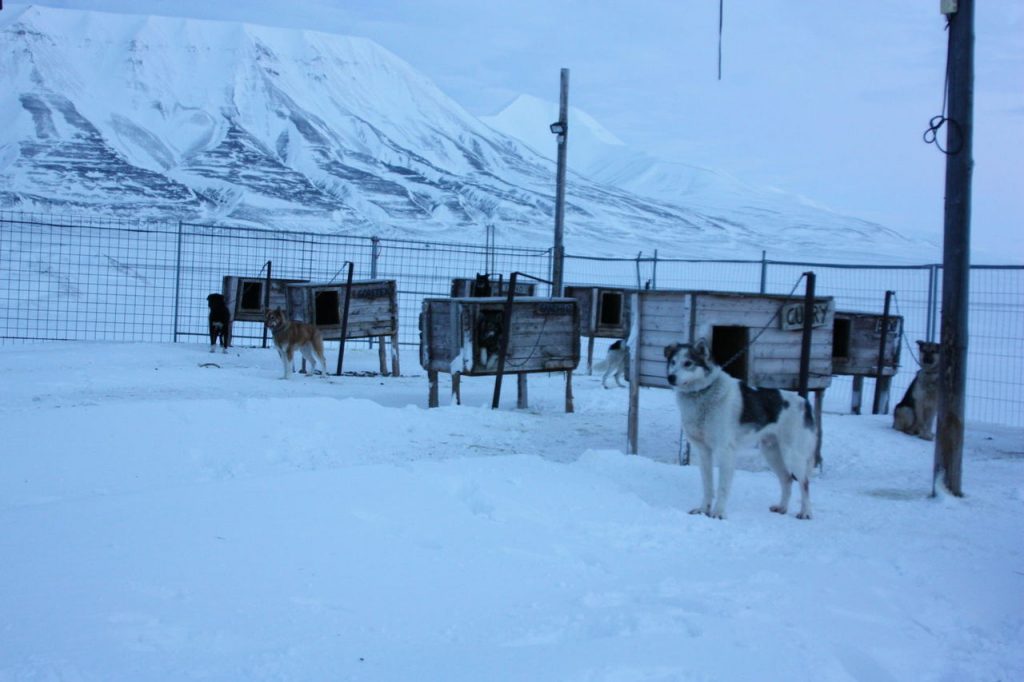 Chiens de traineau au Svalbard