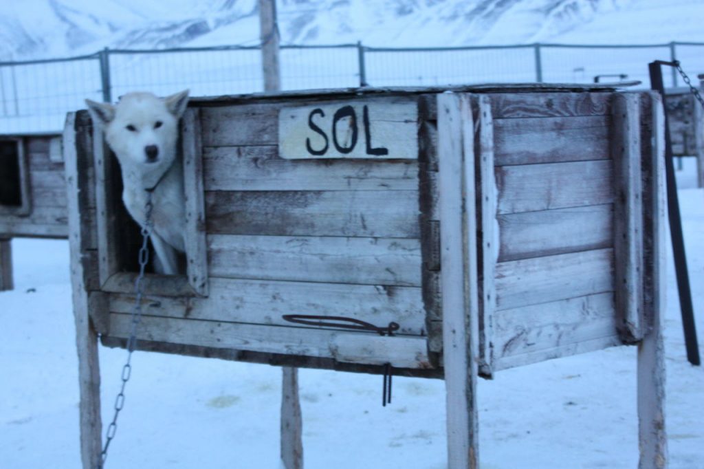 Chiens de traineau au Svalbard