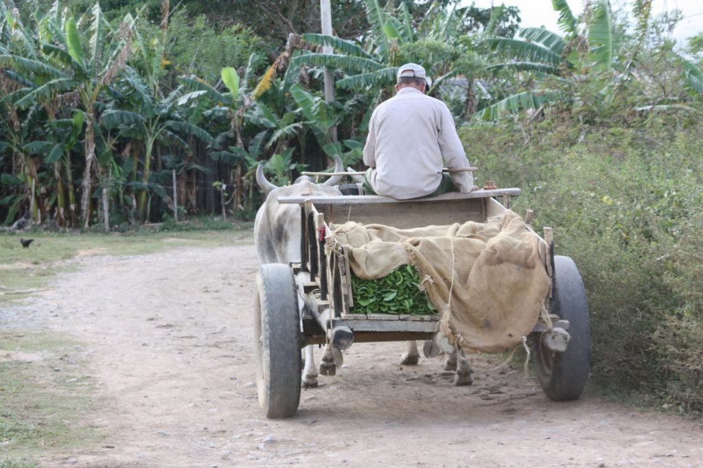 transport de tabac à Vinales à Cuba