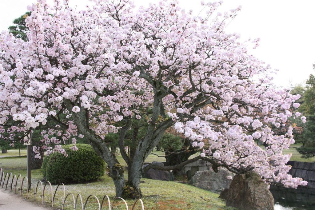 Japon Kyoto