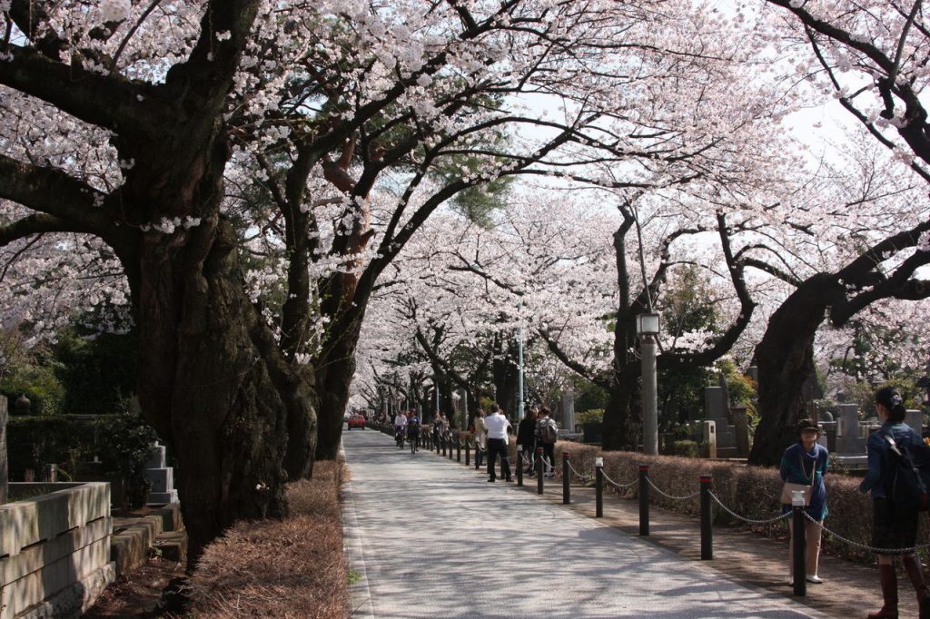 Le cimetière d'Aoyama à Tokyo