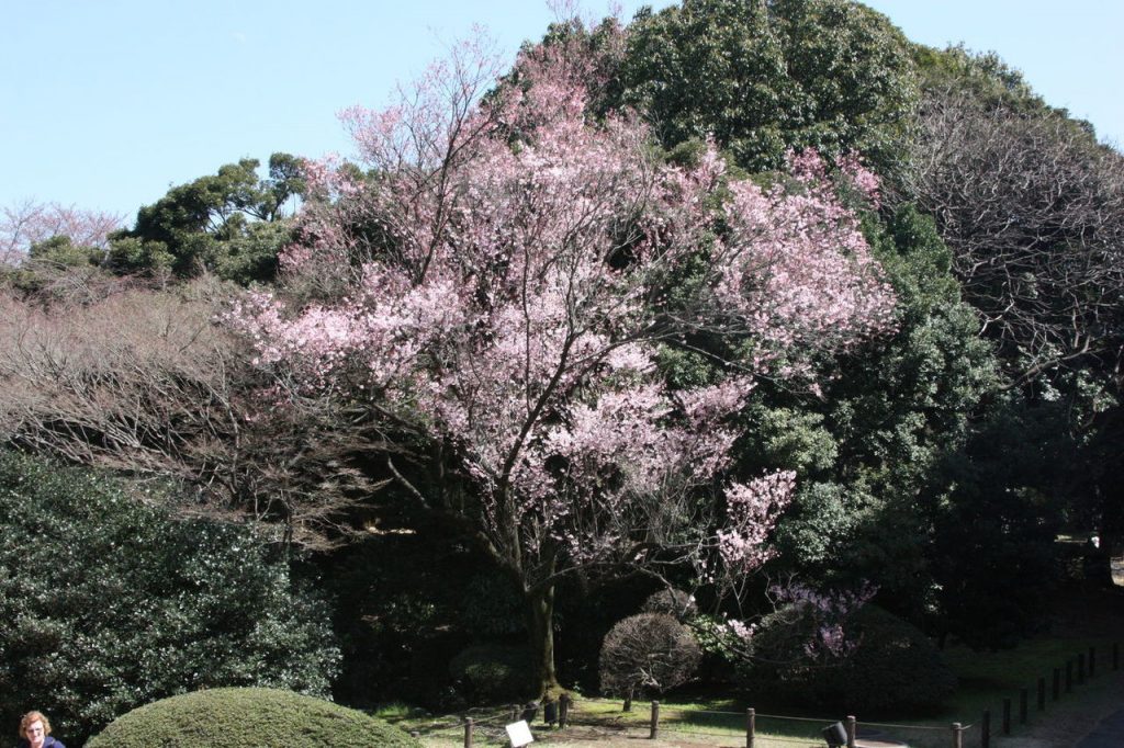 Le jardin du Musée National de Tokyo