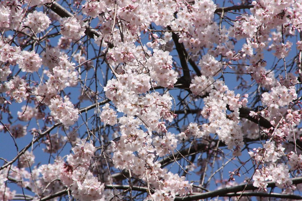 Le parc de Ueno en fleurs