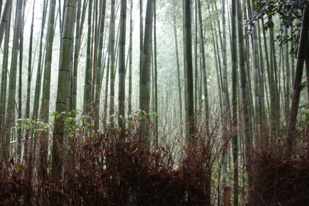 La Bambouseraie d'Arashiyama à Kyoto au Japon