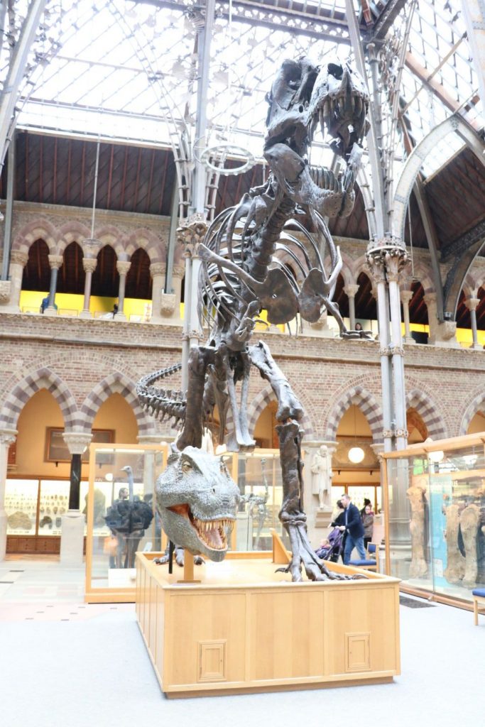 Musée d'Histoire Naturelle à Oxford