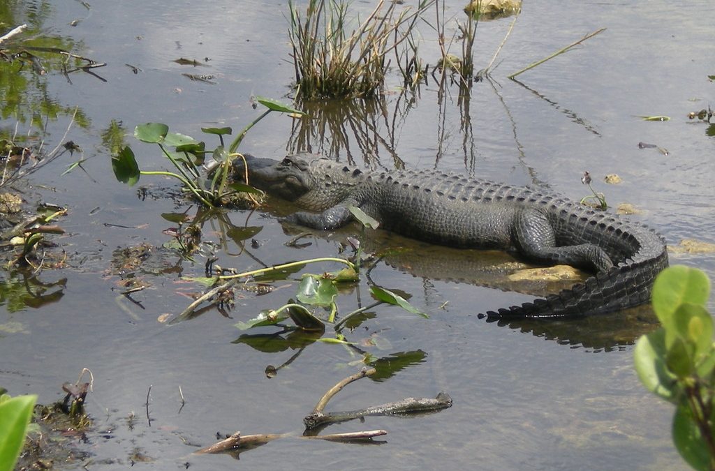 Everglades