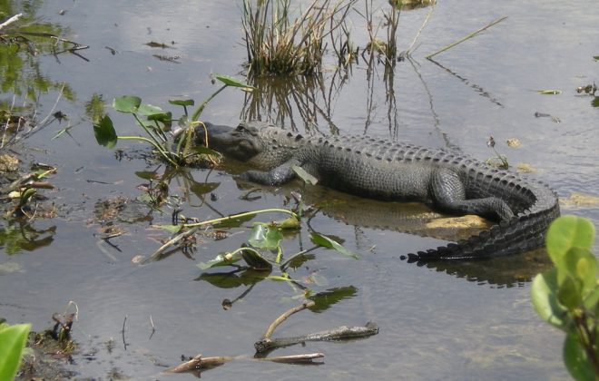 Everglades