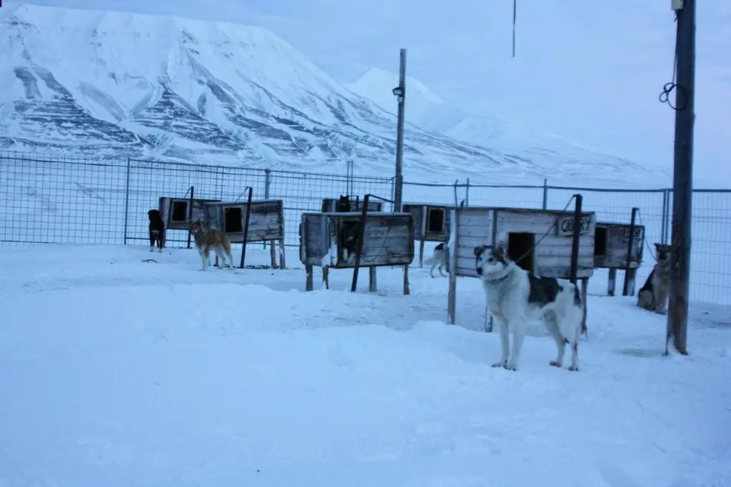 Attelage de chiens prêt au départ au Svalbard