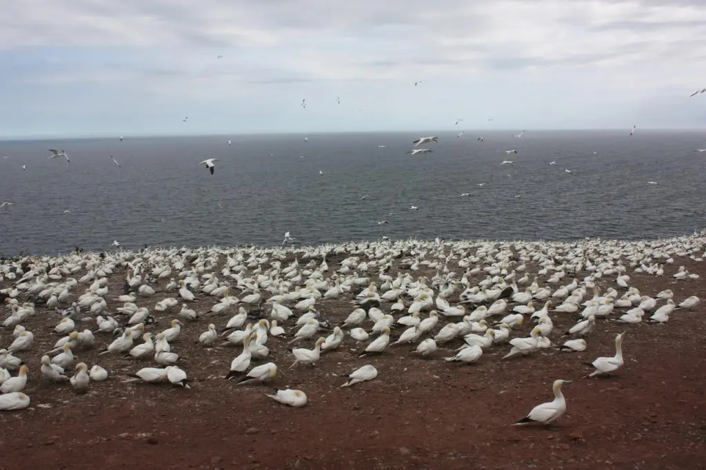 Colonie de fous de Bassan sur l'île Bonaventure