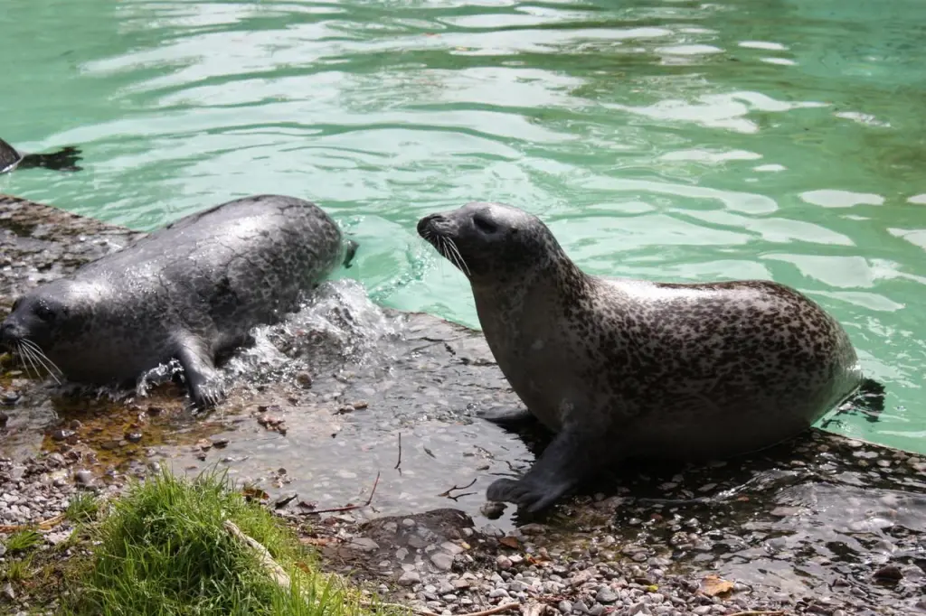 Phoques au zoo de Saint-Félicien