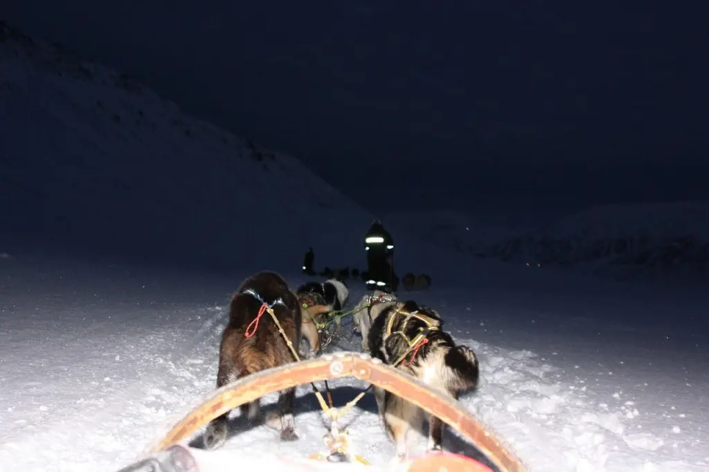 Premier attelage en mouvement sur la neige du Svalbard