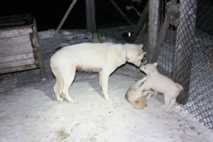 Chiots dans un camp de chiens de traîneau au Svalbard