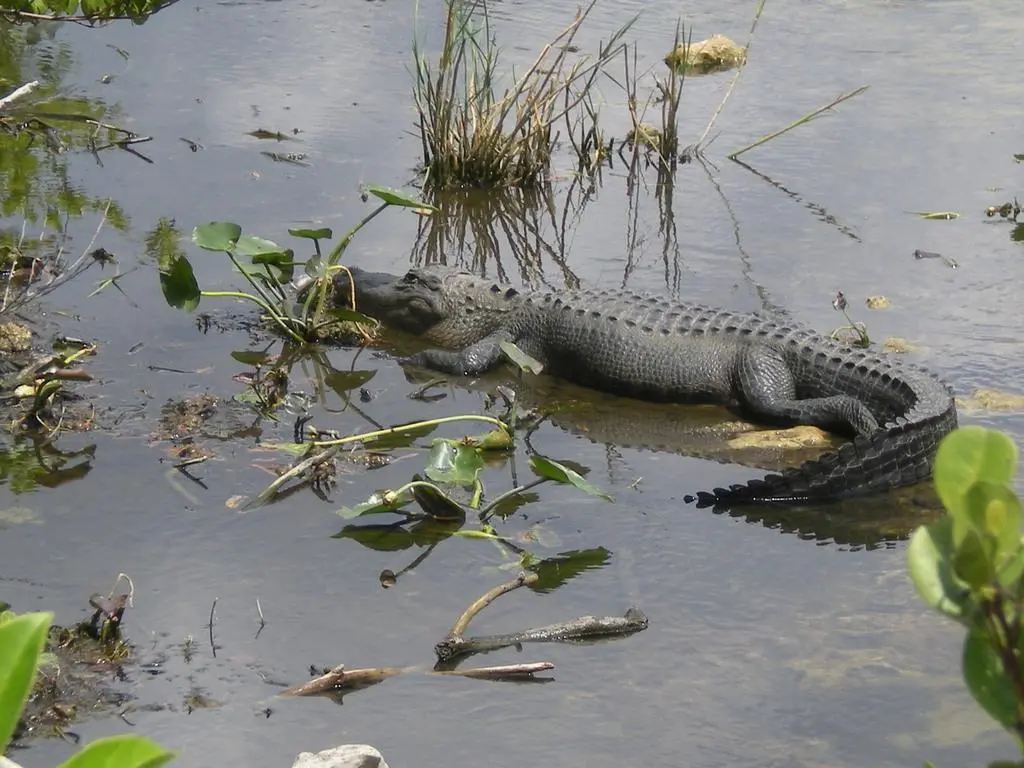 les Everglades depuis Miami : alligators et airboat