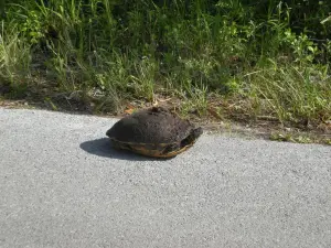 Loop Road dans Big Cypress
