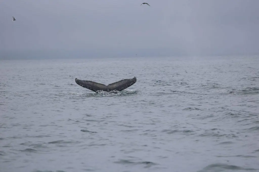 Húsavík, départ de la croisière