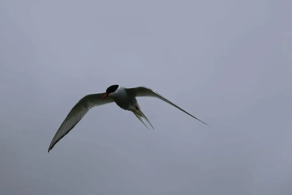 Illugastaðir