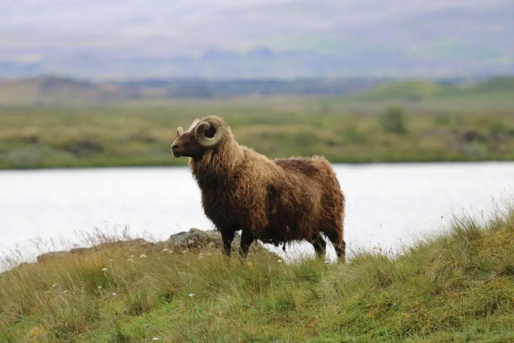 Mouton au bord de Mývatn