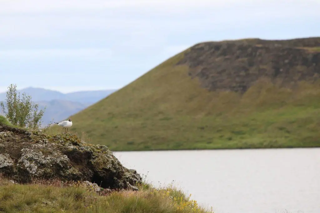 Oiseaux près de Mývatn
