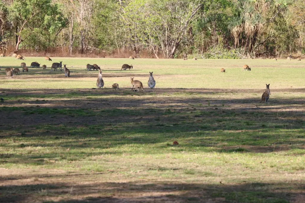 Kangourou à Kakadu