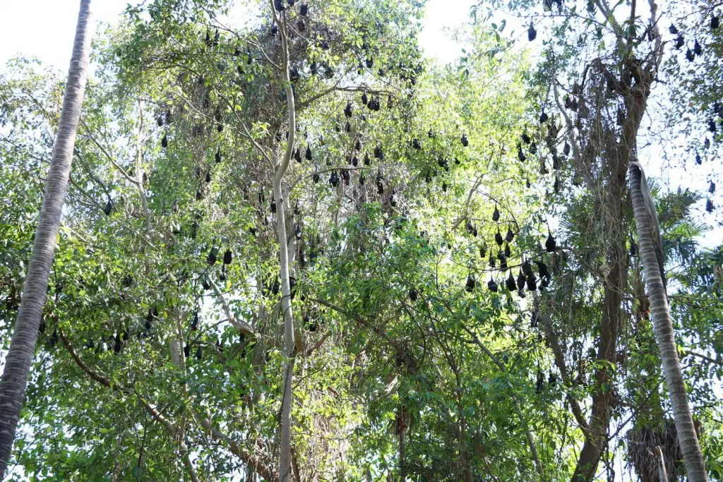 Manngarre Monsoon Forest à Kakadu