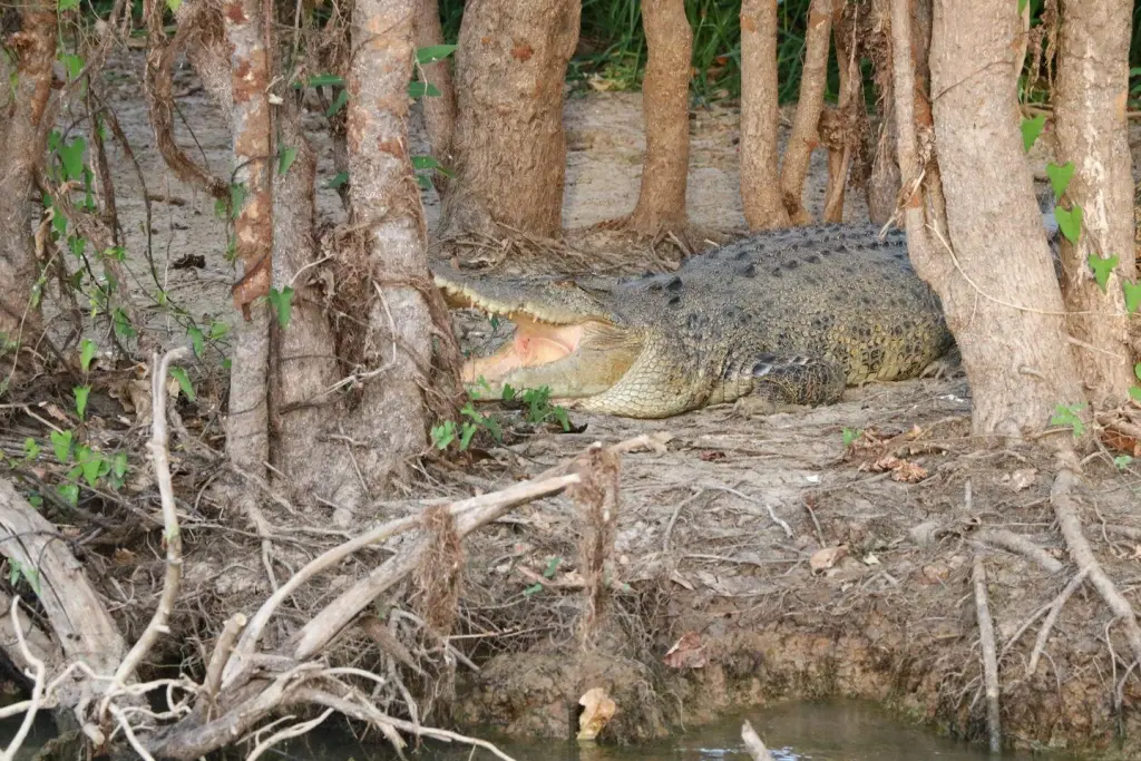 Faune de Yellow Water