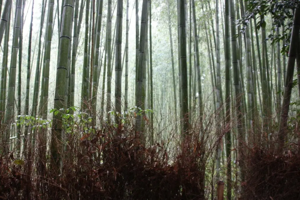 Bambouseraie d'Arashiyama à Kyoto