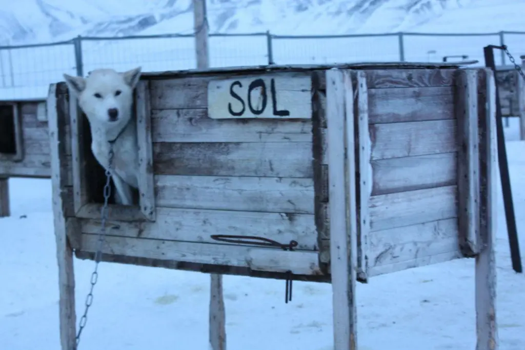 Retour au camp après la balade en chiens de traîneau au Svalbard
