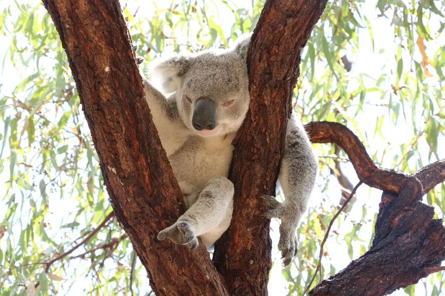 Magnetic Island : koalas sauvages, baies et balades