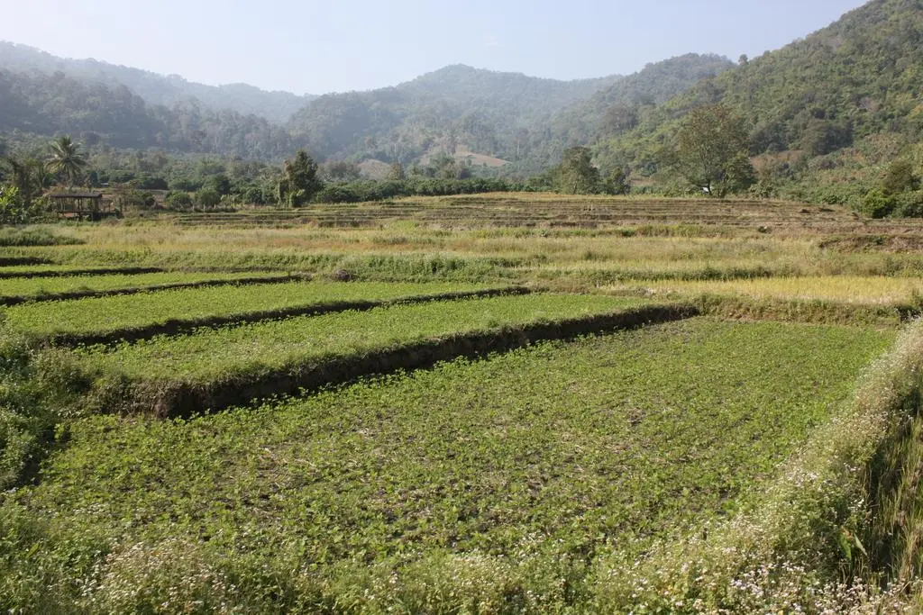 Chiang Mai en 3 jours : temples, trek et Night Bazaar