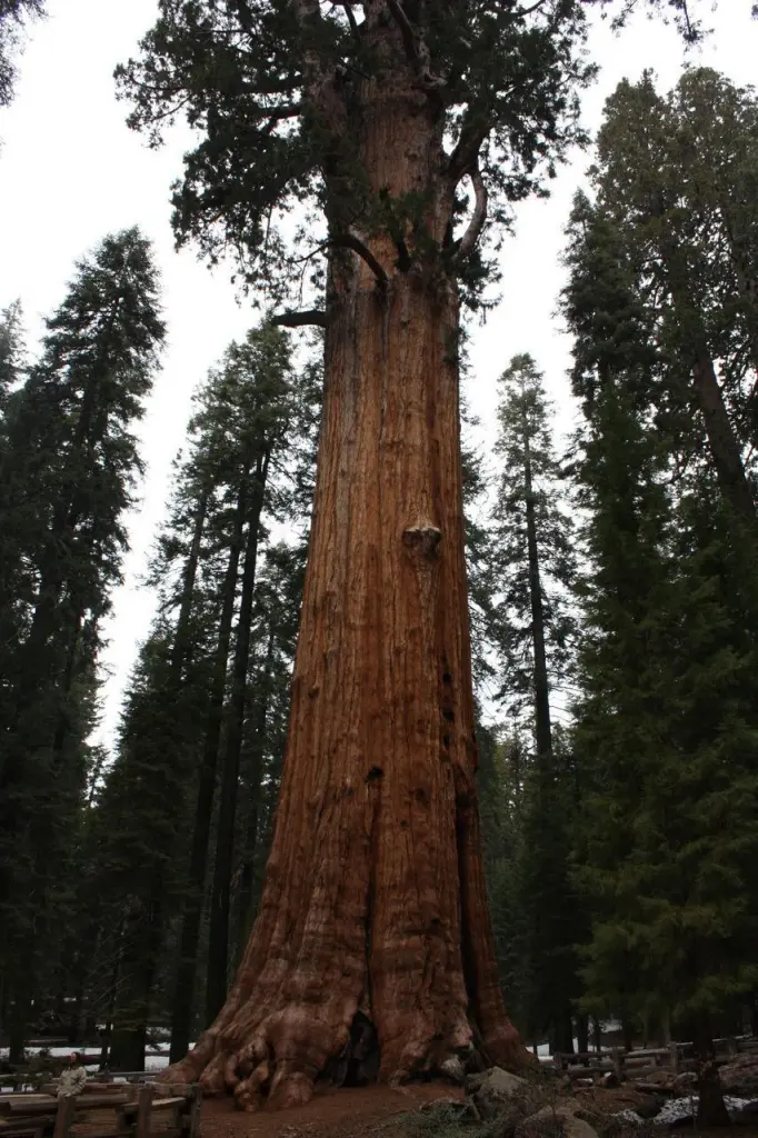Séquoias géants dans le parc national de Sequoia