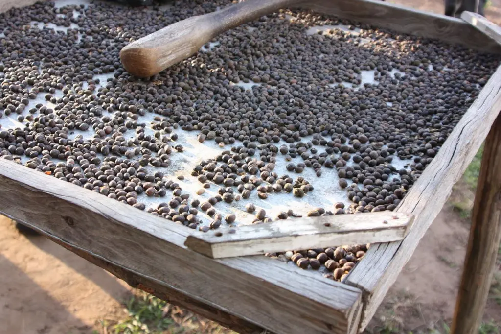 Grains de café dans la région de Viñales
