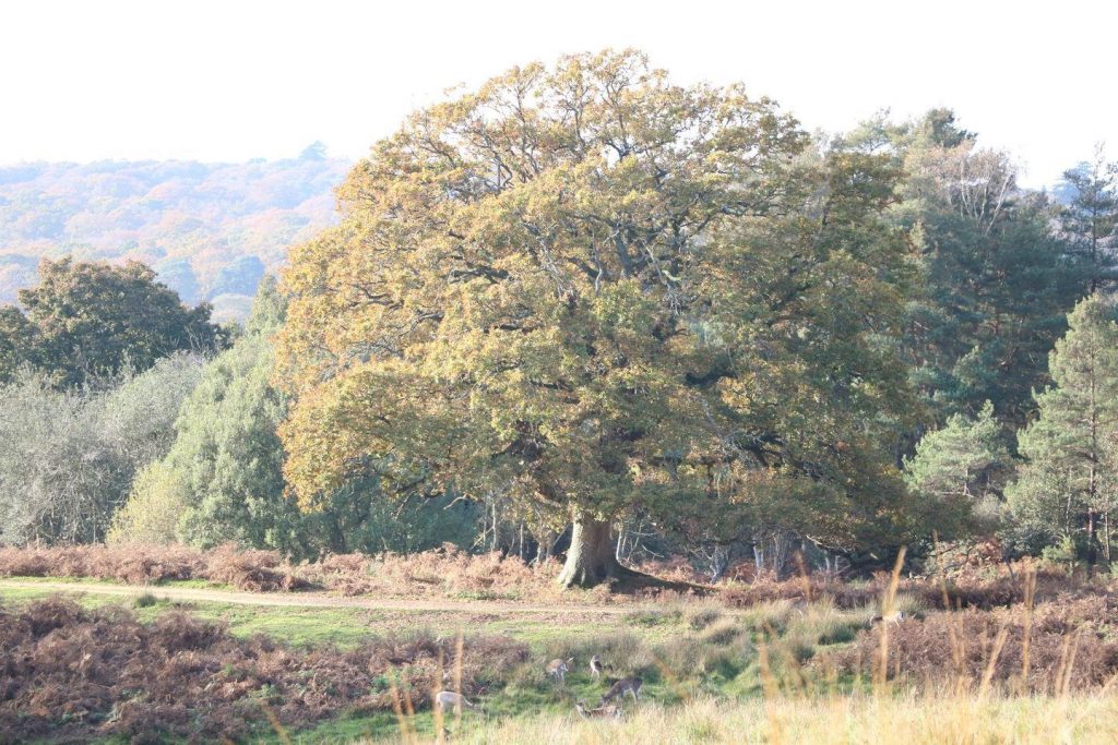 Balade dans la New Forest