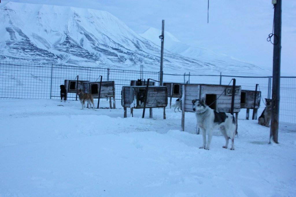 Attelage de chiens prêt au départ au Svalbard