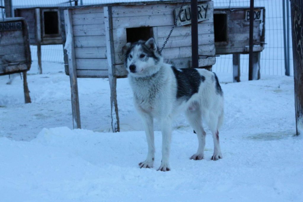 Campement de chiens de traîneau au Svalbard