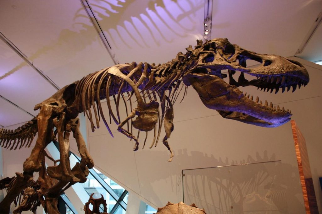 Royal Ontario Museum